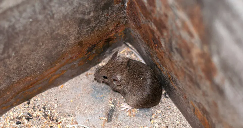 These Pests May Call Your Metal Building Home (Here’s How to Deal With Them)